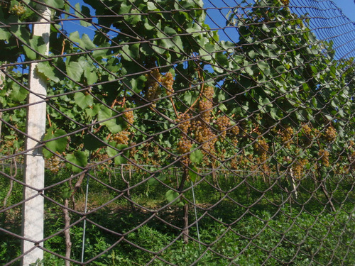 Wei&szlig;/Bianco Grapes.